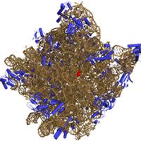 Which came first, the ribosome or the protein?