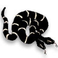 Two-headed kingsnake