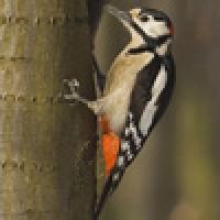 Why Don't Woodpeckers Get Headaches?