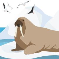 An illustration of a walrus and gulls