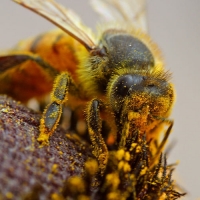 A pollinating bee