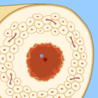 Bone cross section