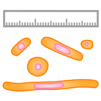 An illustration of different cell sizes and a ruler, to measure N:C ratios