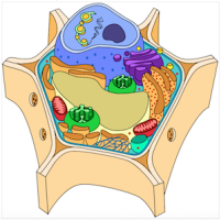 Cell viewer activity