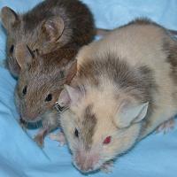 Three mice on a blue blanket. The mouse on the right has one red eye  and one black eye, showing that it is a chimera.