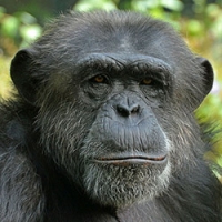 Chimpanzee communication