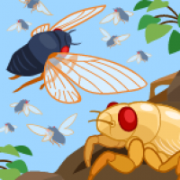 Learn all about cicadas