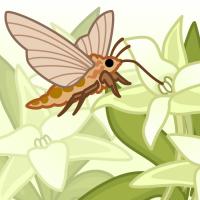 An illustration of a Darwin moth eating from a Darwin orchid
