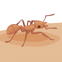 Learn about Ants