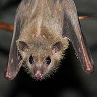 A close-up photograph of an Egyptian fruit bat hanging down from its perch