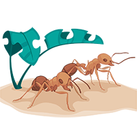 Large Ants