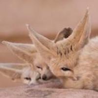 Fennec fox