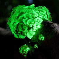 A picture taken over an extended time period, showing the glow of luminescent mushrooms, also called "foxfire," on a tree in a forest at night
