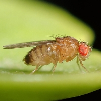 A fruit fly on a succulent leaf