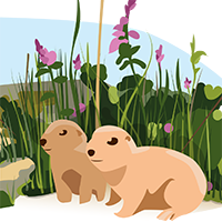 Prairie Dogs