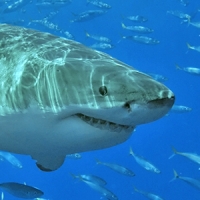 The front of a great white shark, swimming through the water