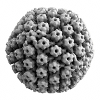 3D reconstruction of herpes virus