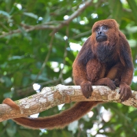 A brown howler monkey on a tree branch