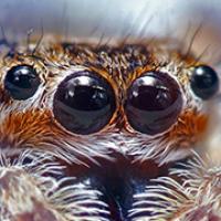 The eyes of a jumping spider