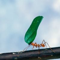 A leaf-cutter ant carrying a piece of a leaf