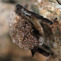 White-nose syndrome in a little brown bat