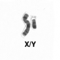 Male sex chromosomes, XY