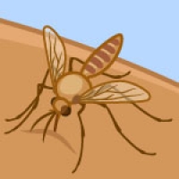 A cartoon illustration of a mosquito biting human skin