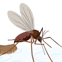 Mosquito life cycle - image is of a mosquito laying eggs on water