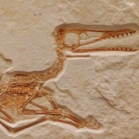 Pterosaur fossil