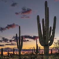 A desert sunset showing saguaros picture by Monika Häfliger 