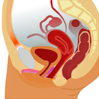 A side view illustration of the internal female reproductive system