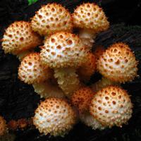 Shaggy scalycap mushroom