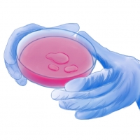 An illustration of gloved hands holding a petri dish where cells are being grown