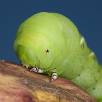 Manduca Caterpillar Growth Experiment