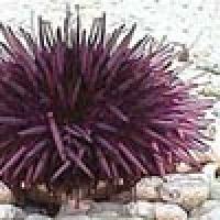 Sea Urchin