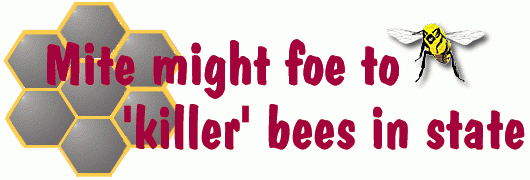 Killer bee mites