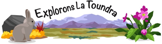 Explorons La Toundra