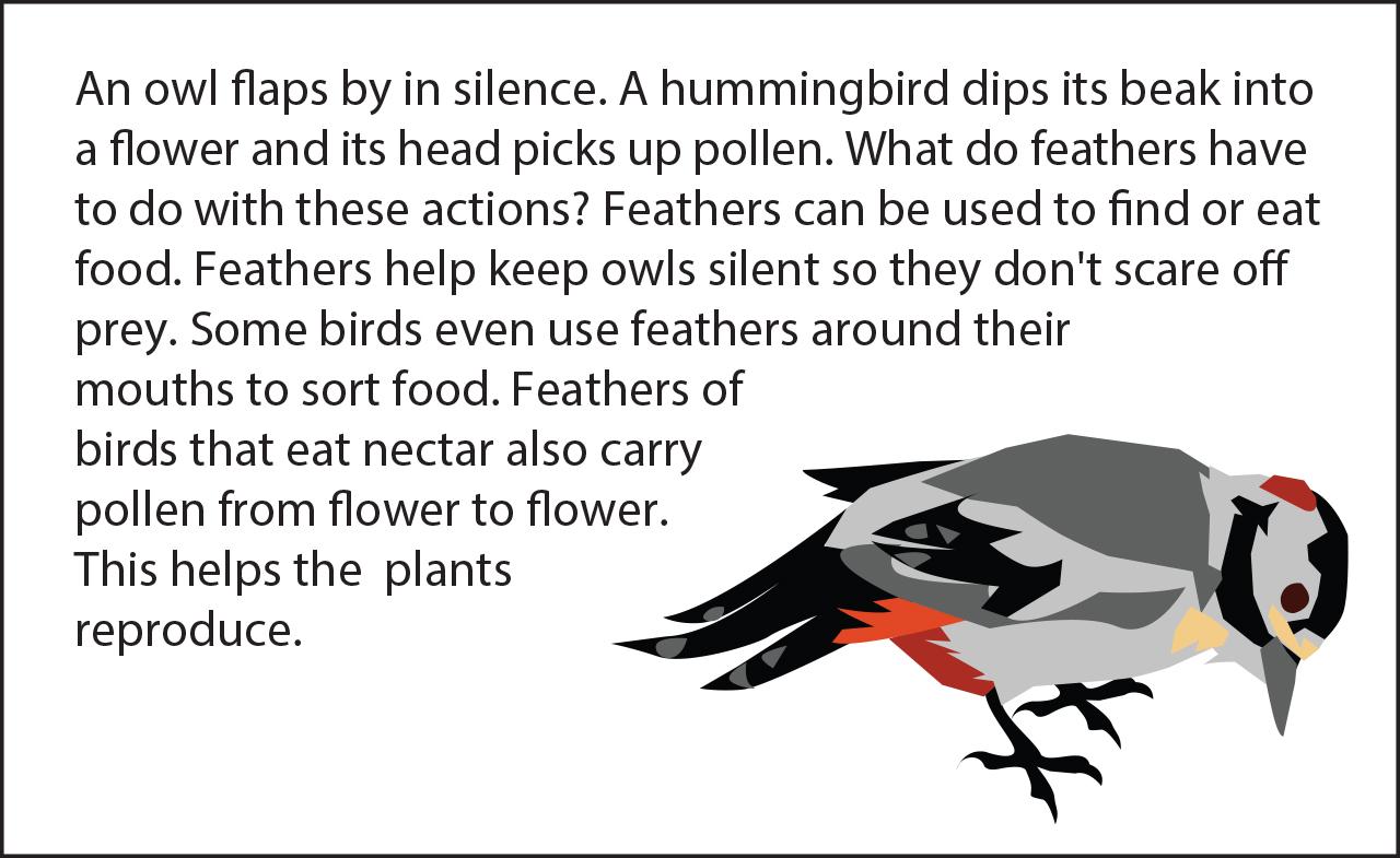 Biology Reading Flashcards - Feathers | Ask A Biologist