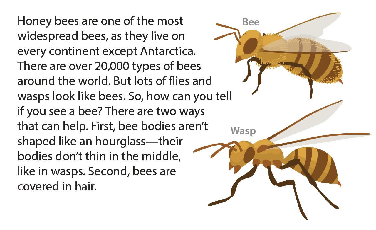 Biology Reading Flashcards - Bees | Ask A Biologist