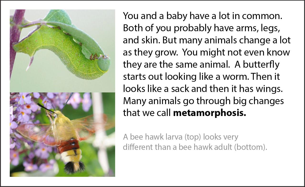 caterpillar metamorphosis caterpillar metamorphosis
