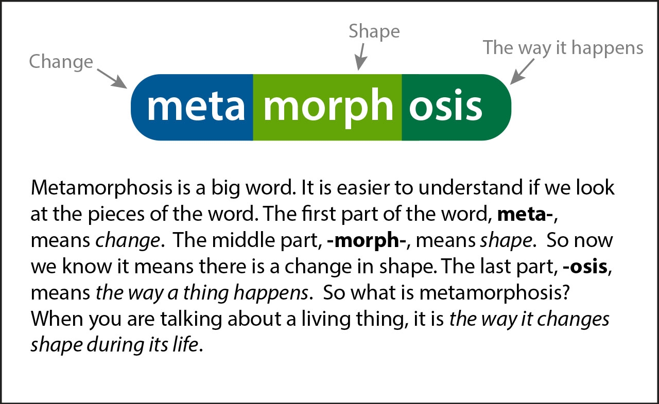 define metamorphosis