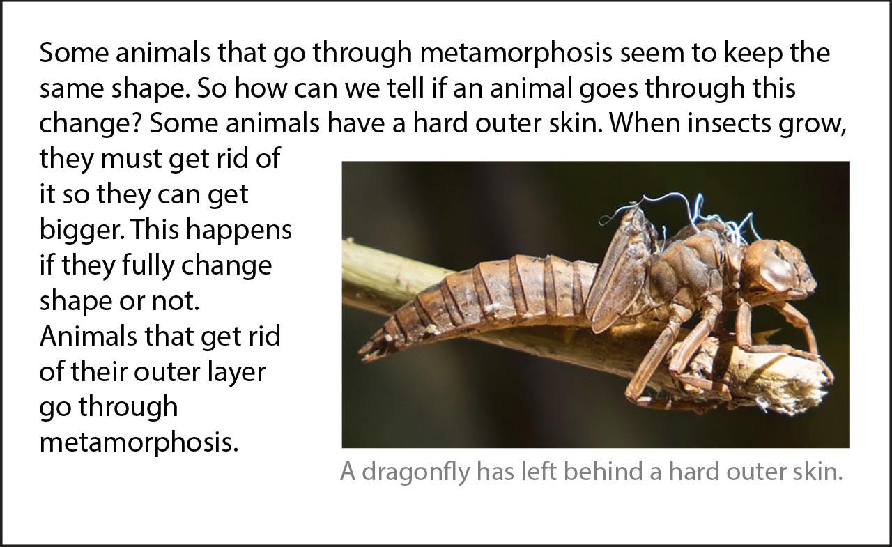 Metamorphosis Bits | Ask A Biologist