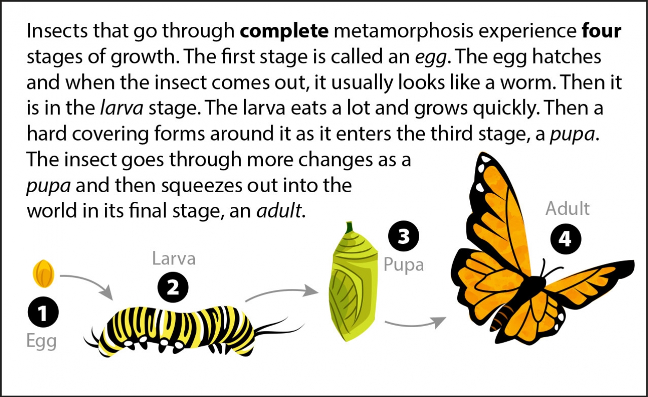 Metamorphosis Bits | Ask A Biologist