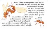 An illustration of a mating male and queen, as well as a female worker.
