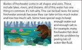 Illustration of a freshwater biome, with plants, fish, and a beaver.