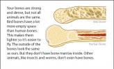 A comparison of human bones and bird bones.