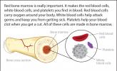 An illustration looking more closely at what is in bone marrow.
