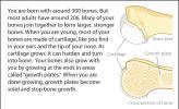 Illustration of bone cartilage and growth plates