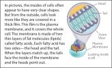 Close up illustration of a cell membrane.
