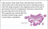 Illustration of a Golgi body (or Golgi apparatus).